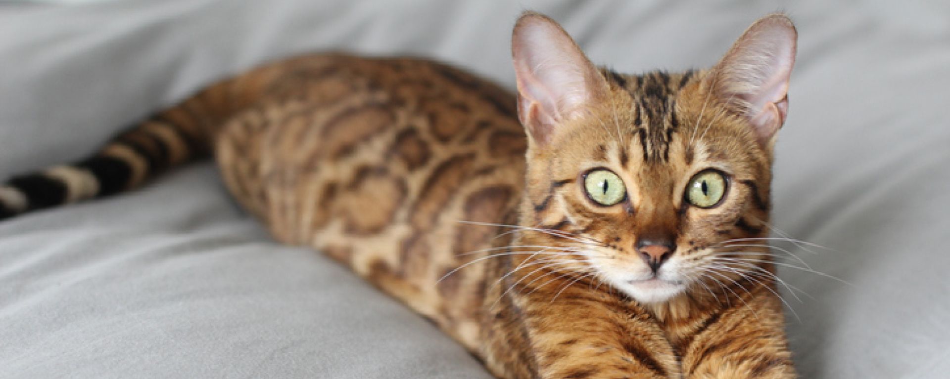 Пневмония (воспаление легких) у кошек - симптомы, лечение и прогноз